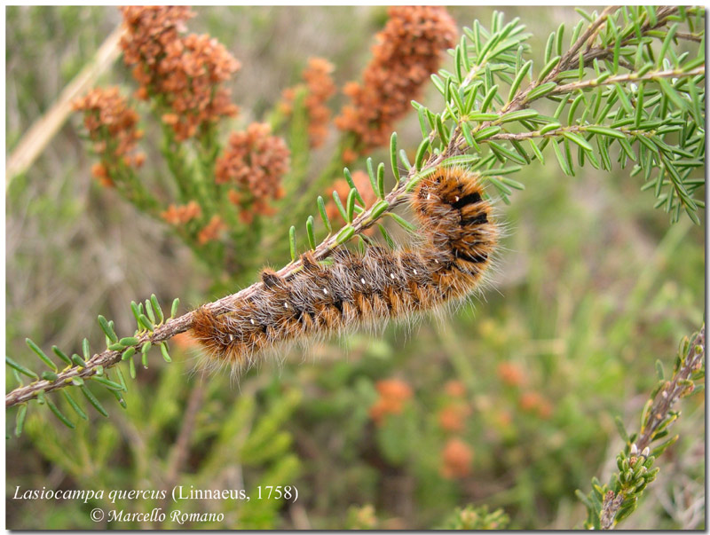 Bruchi fra l''erica, prima parte: Lasiocampa quercus